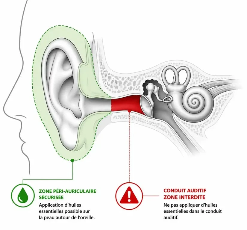 Schéma anatomique montrant la zone péri-auriculaire sécurisée pour l'application d'huiles essentielles contre l'otite
